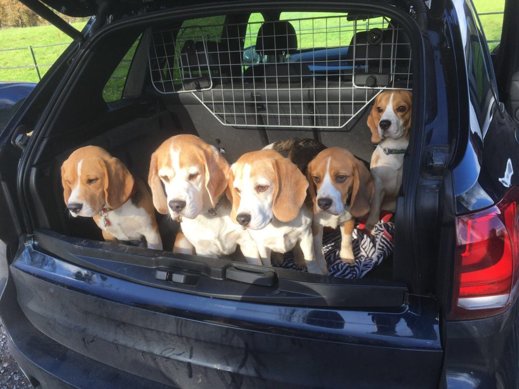 Dog Training in Weston-Super-Mare