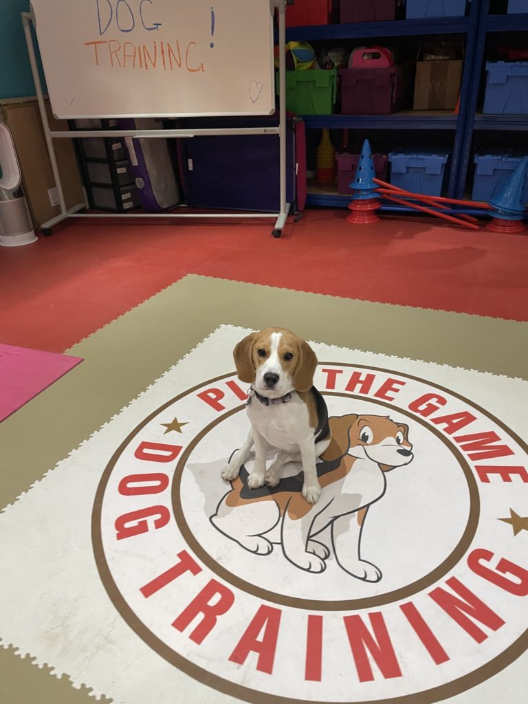 Dog Training